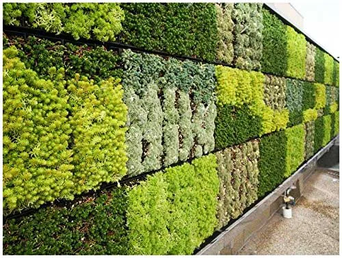 گرین وال با چند نوع گیاه